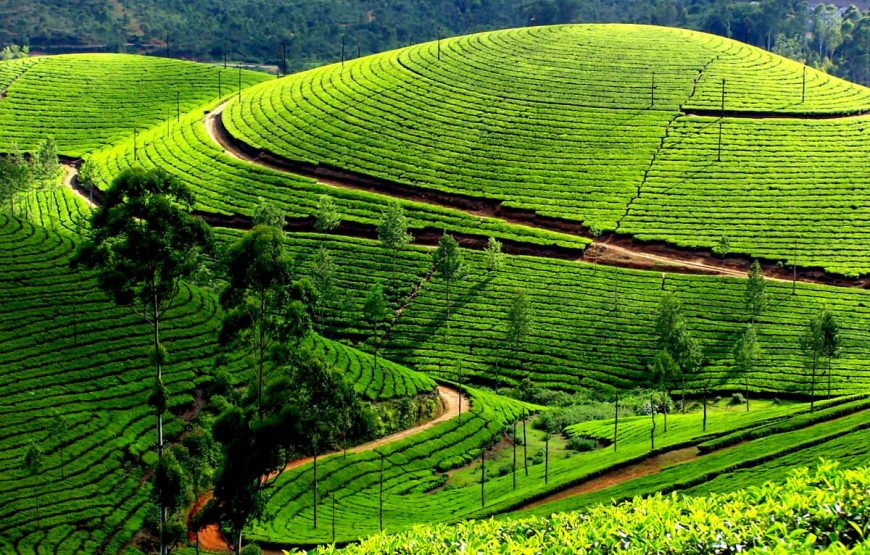 Munnar Thekkady Package